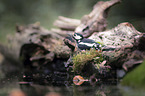 Great spotted Woodpecker