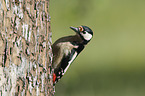 Great spotted Woodpecker