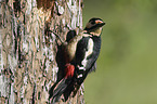 Great spotted Woodpecker