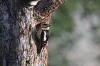 Great spotted Woodpecker