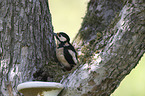 Great spotted Woodpecker