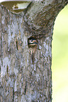Great spotted Woodpecker portrait