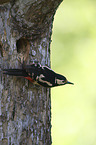 Great spotted Woodpecker