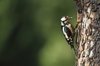 Great spotted Woodpecker