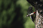 Great spotted Woodpecker