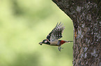 flying Great spotted Woodpecker
