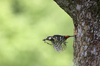 flying Great spotted Woodpecker