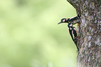 Great spotted Woodpeckers