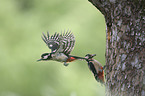 Great spotted Woodpeckers