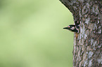 Great spotted Woodpecker portrait