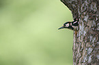 Great spotted Woodpecker portrait