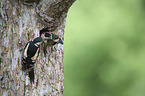 great spotted woodpeckers