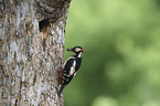 great spotted woodpecker