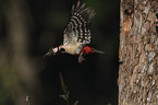 great spotted woodpecker