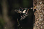 great spotted woodpecker