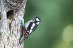 great spotted woodpecker