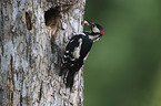 great spotted woodpecker