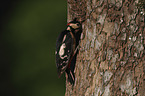 great spotted woodpecker