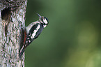 great spotted woodpecker