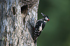 great spotted woodpecker