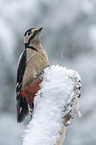 great spotted woodpecker