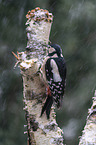 great spotted woodpecker