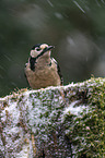 great spotted woodpecker