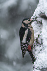 great spotted woodpecker