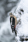 great spotted woodpecker