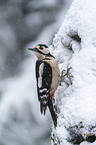 great spotted woodpecker