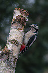 great spotted woodpecker