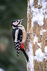 great spotted woodpecker