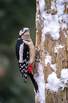 great spotted woodpecker