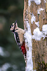 great spotted woodpecker