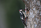 great spotted woodpecker