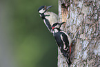 2 great spotted woodpeckers