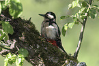 great spotted woodpecker