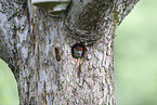 great spotted woodpecker