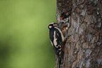 2 great spotted woodpeckers