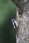 2 great spotted woodpeckers