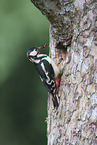 great spotted woodpecker