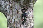 2 great spotted woodpeckers