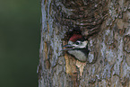 great spotted woodpecker