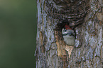 great spotted woodpecker