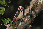 great spotted woodpecker