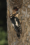 2 great spotted woodpeckers