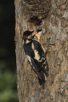 2 great spotted woodpeckers