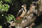 great spotted woodpecker