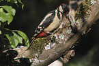 great spotted woodpecker