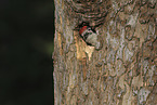 great spotted woodpecker